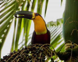 tucano-de-bico-preto-1.jpg