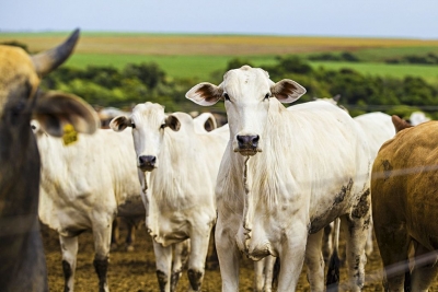 Campanha de atualização de rebanho 2024
