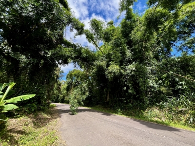 Interdição temporária na Estrada de Barreiros para poda de bambuzais