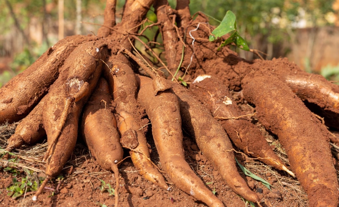 Curso gratuito de cultivo de mandioca será realizado em Morretes nos dias 18 e 19 de...
