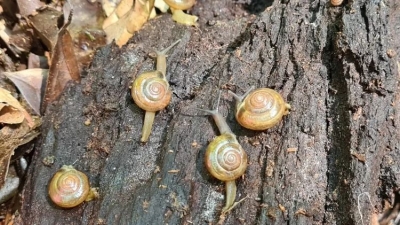 Prefeitura de Morretes alerta a população sobre os riscos do Caracol Indiano 